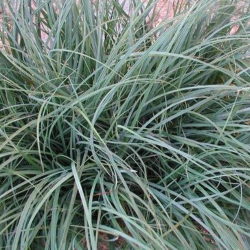 Blue Sedge Grass
