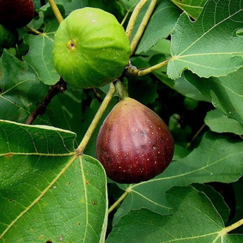 Brown Turkey Fig
