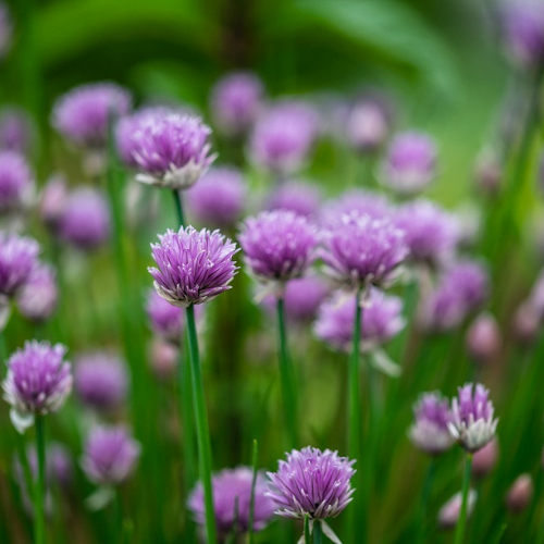 Chives