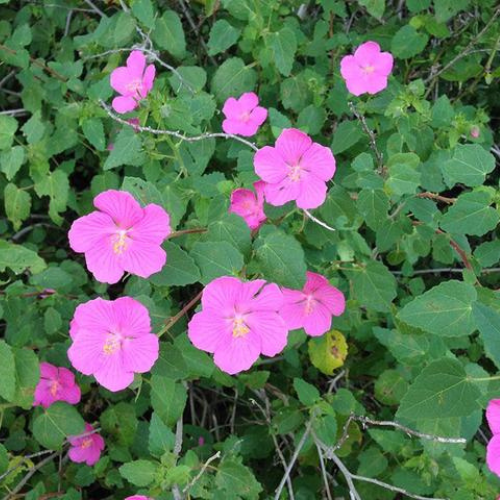 Texas Rock Rose