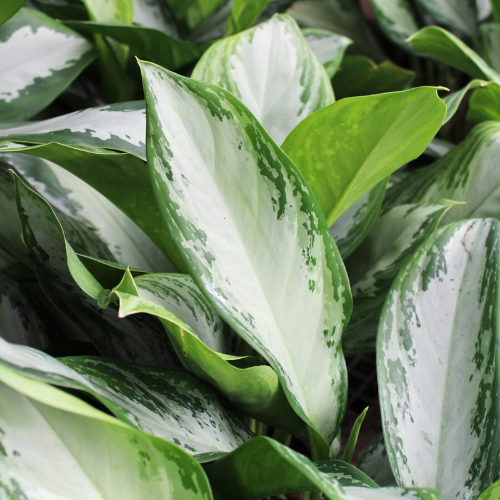 Aglaonema