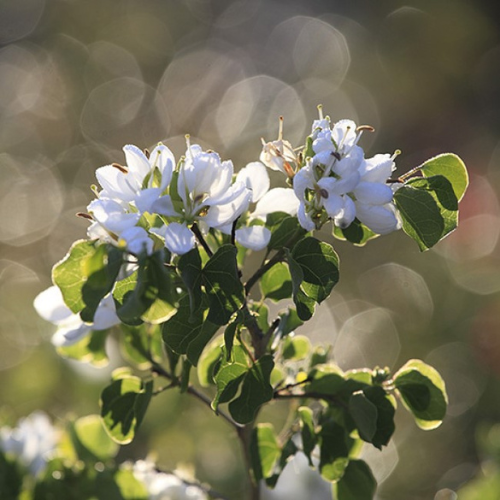 Anacacho Orchid Tree