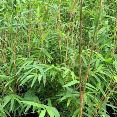 Bamboo Alphonse Karr