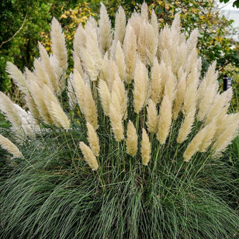 Grasses