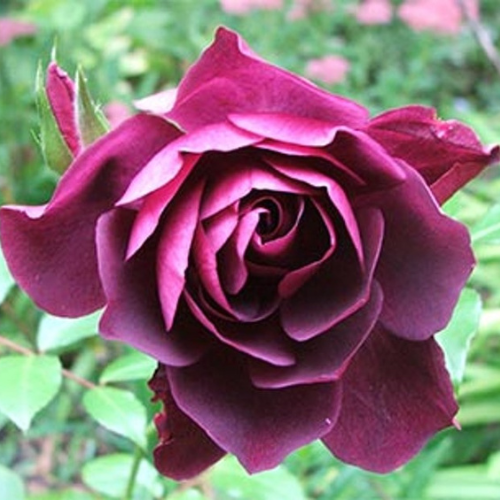 Burgundy Iceberg Rose
