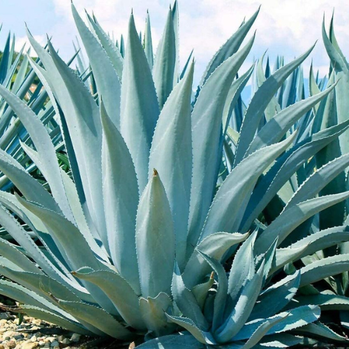Agave