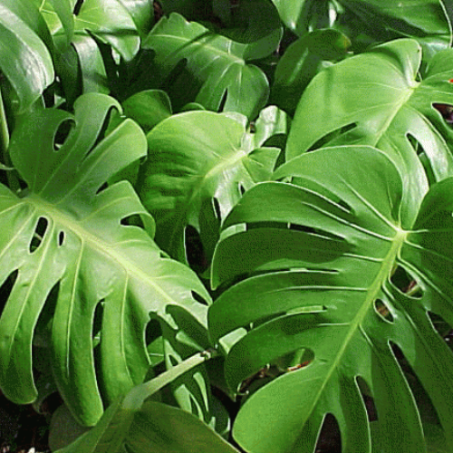 Monstera