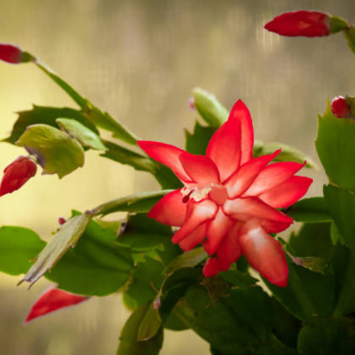 Christmas Cactus