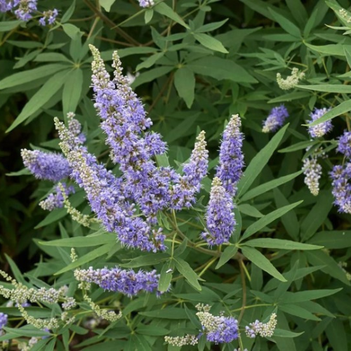 Vitex