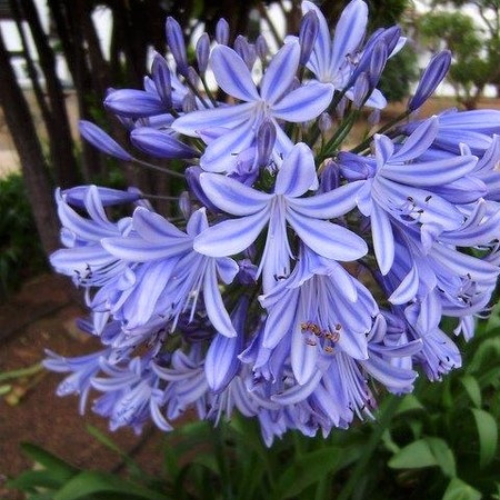 Agapanthus