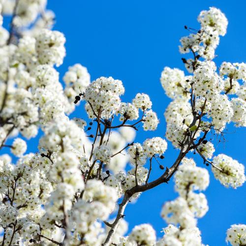 Ornamental Pear Tree