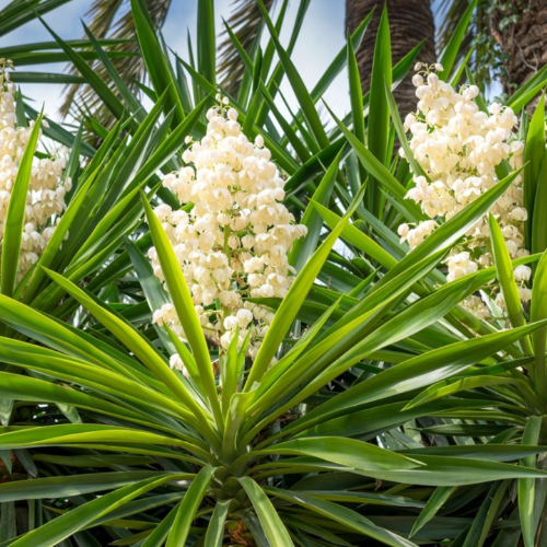 Yucca
