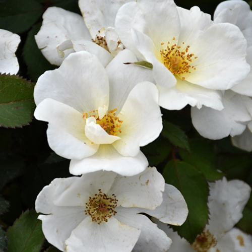 White Knockout Rose