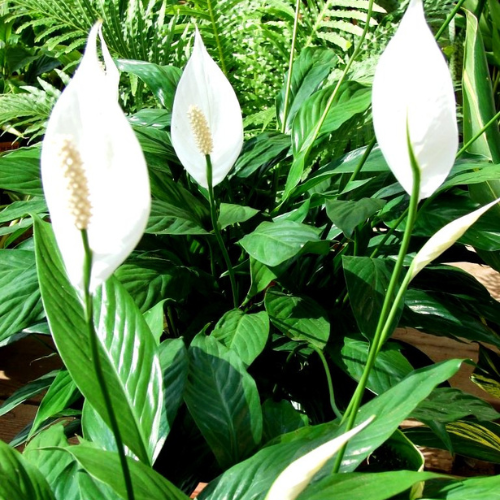Peace Lily
