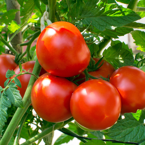 Tomatoes