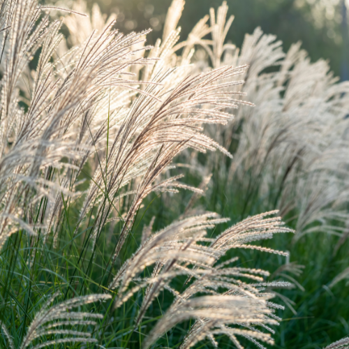 Miscanthusgr Grass