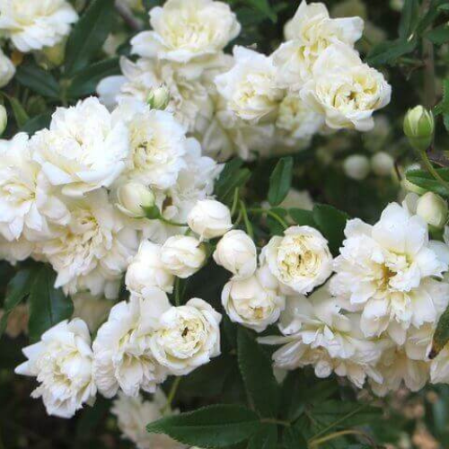 White Drift Rose