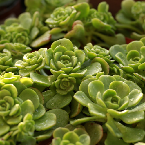 Sedum