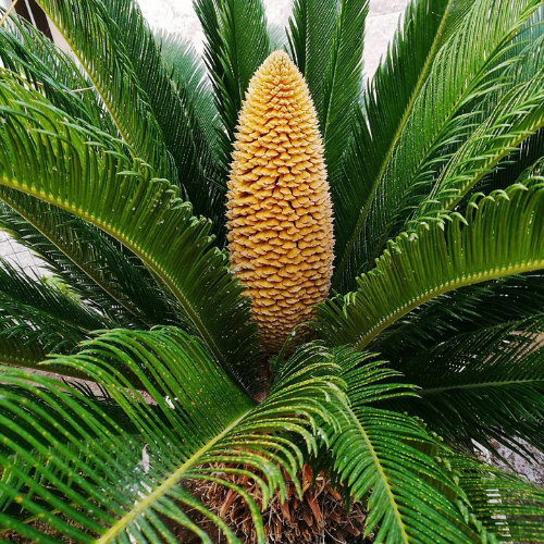 Sago Palm