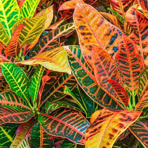 Crotons