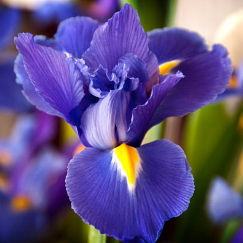 Bearded Iris