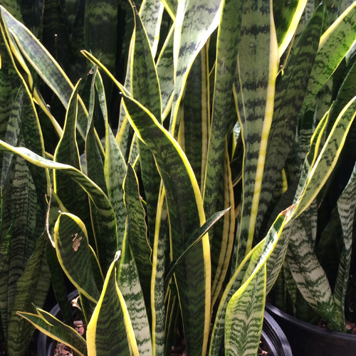 Sansevieria