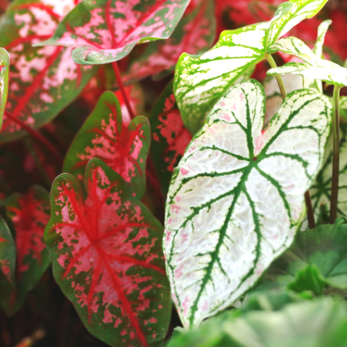 Caladiums
