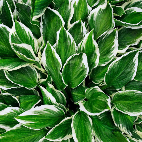 Hosta