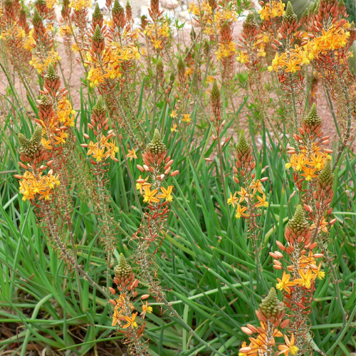 Bulbine