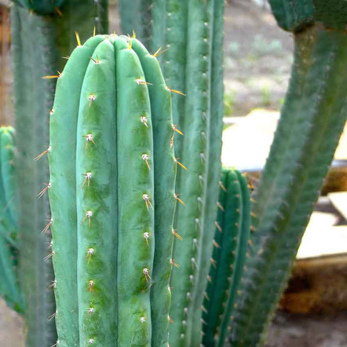 Sanpedrocactus