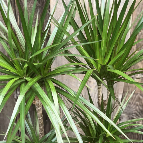 Dracaena