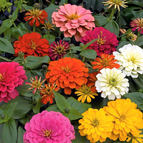 Zinnias