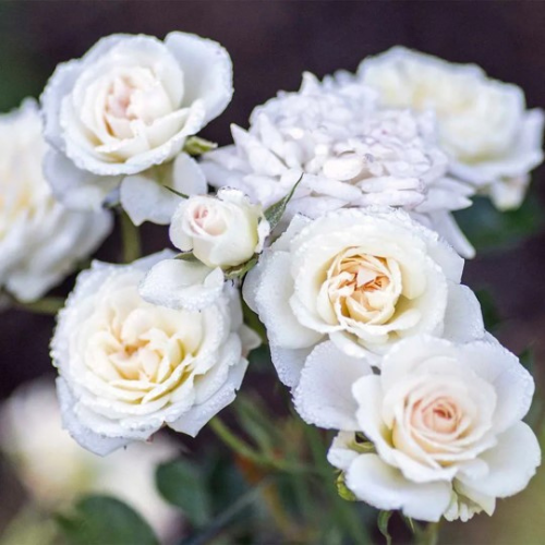 White Lady Banks Rose