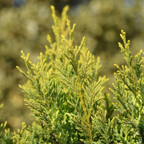 Golden Cypress