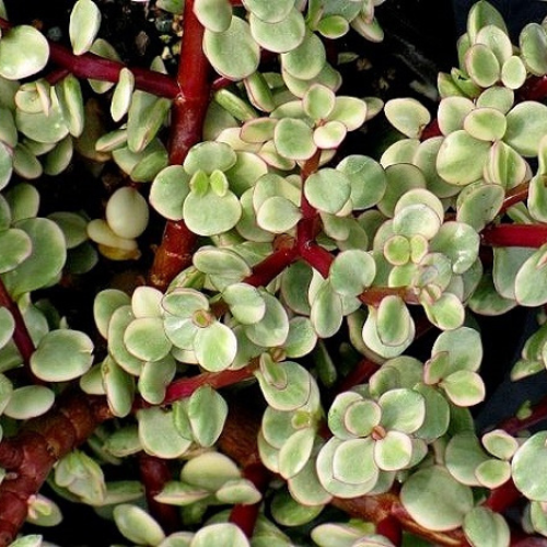 Portulacaria