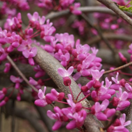 Redbud