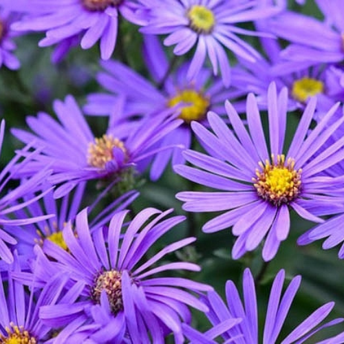 Fall Asters