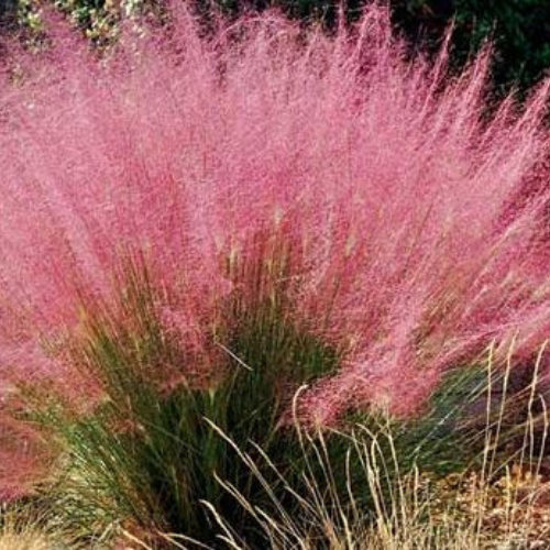 Muhly Grass