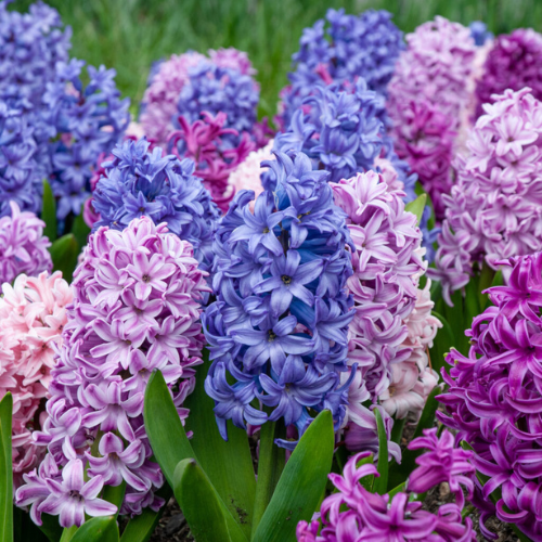 Hyacinth