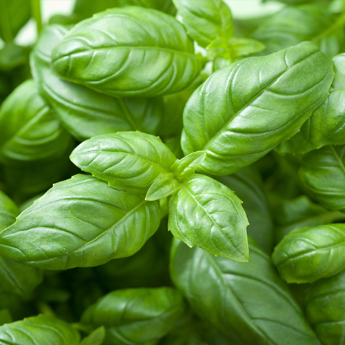 Basil