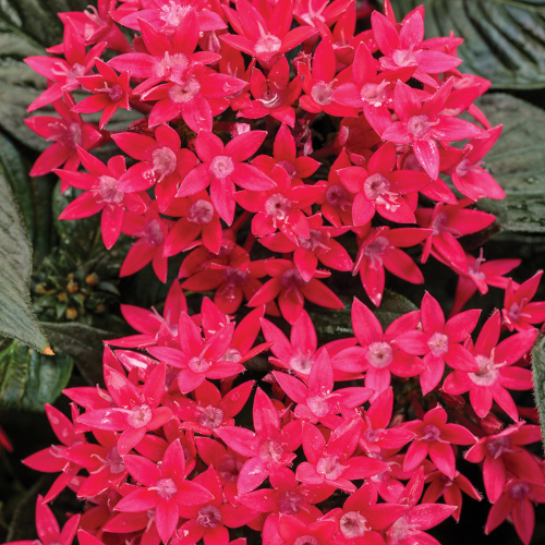 Pentas