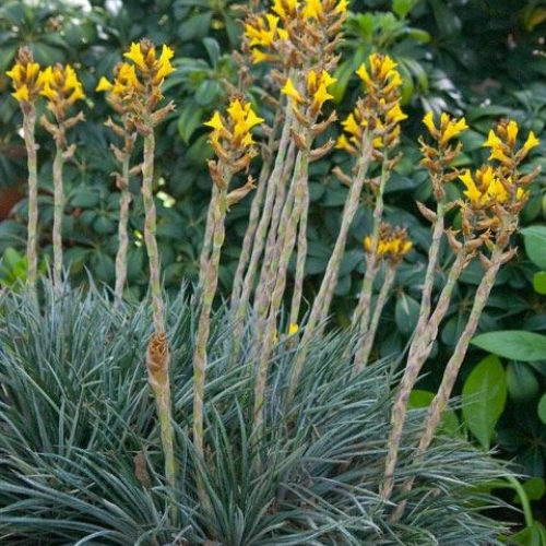 Dyckia-Frazzle Dazzle