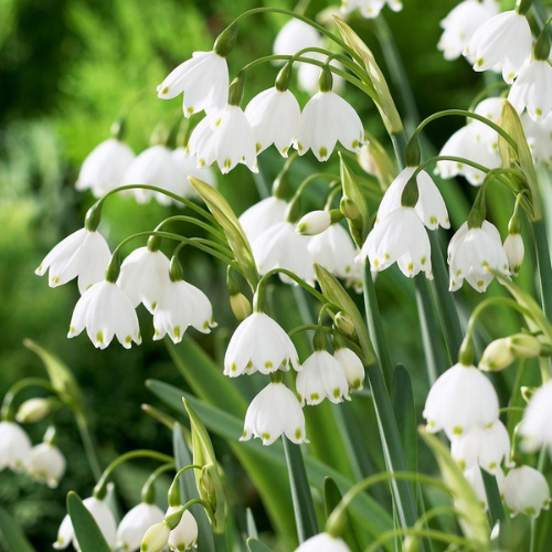 Leucojum