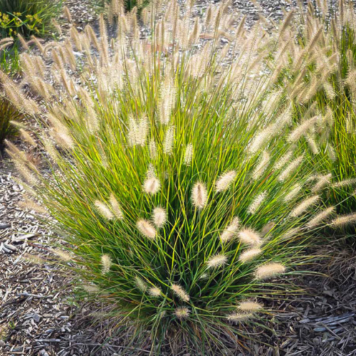 Fountain Grass