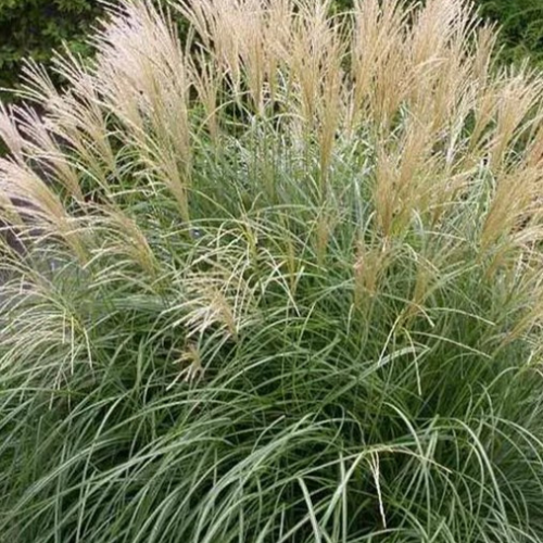 Micanthius Little Kitten