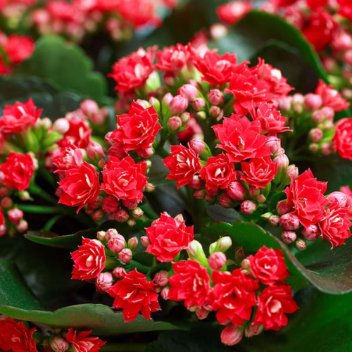 Kalanchoe