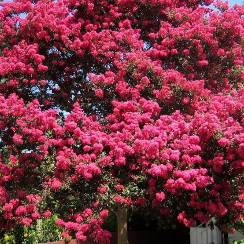 Crepe Myrtle
