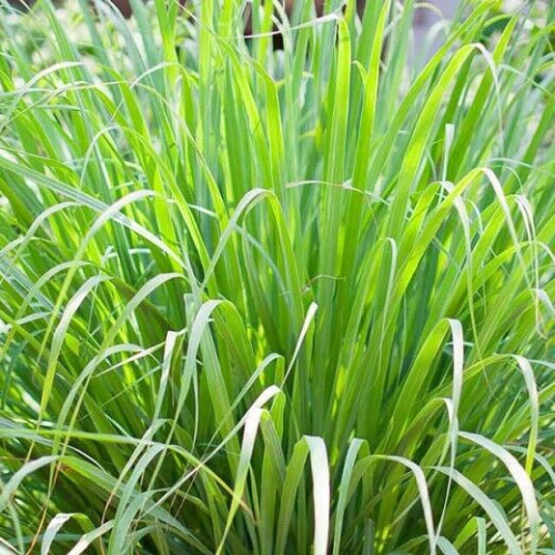 Lemon Grass