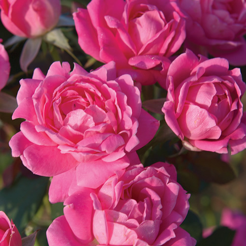 Double Pink-Knockout Rose