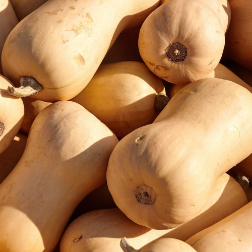 Harvest Squash